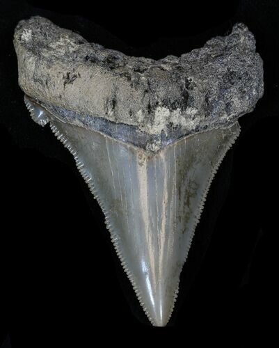 Sharp Angustidens Tooth - Megalodon Ancestor #33005